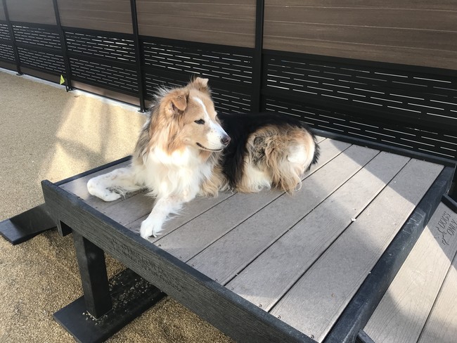 Pet Park - Edge on 4