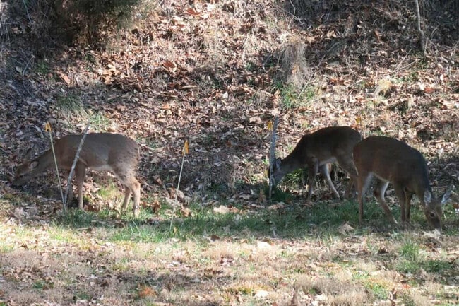 Photo - 121 Sawmill Springs Rd Unit ID1297612P