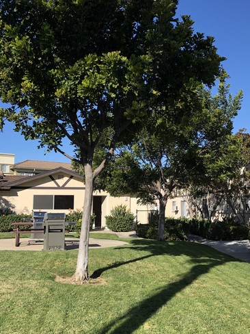 Photo - Whispering Pines