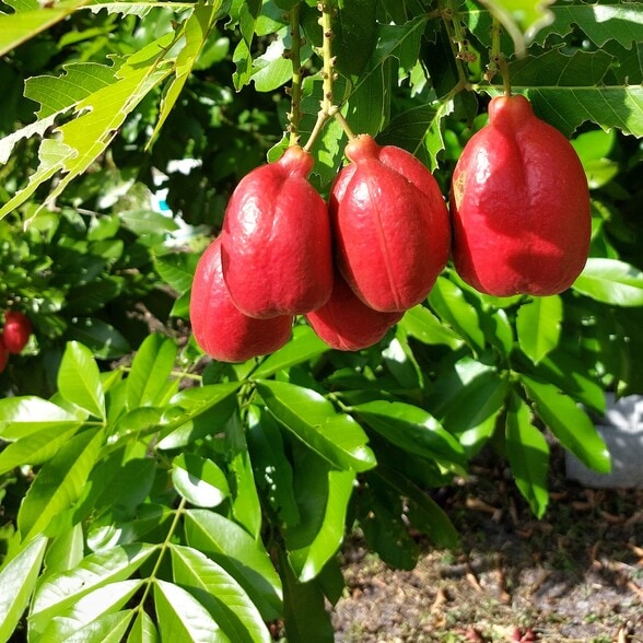 Primary Contact Photo