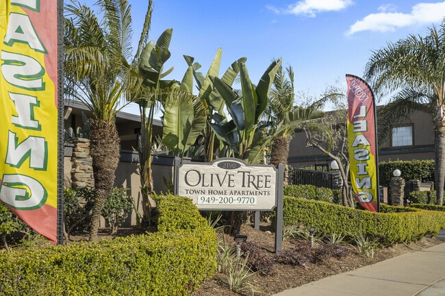 Olive Tree - Olive Tree