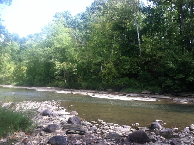 Photo - Forest Brooke