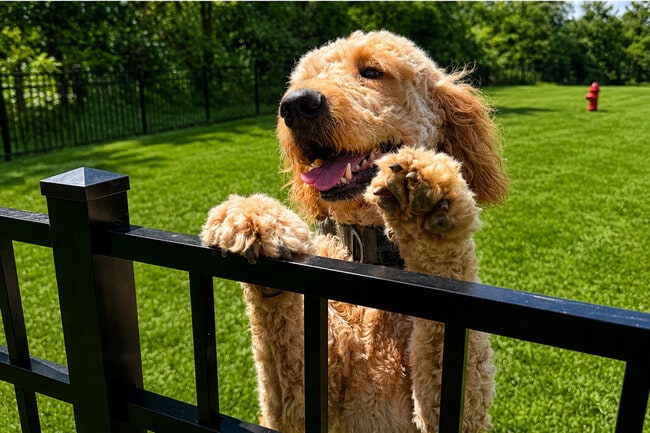 A four legged resident - Buffalo Ridge Townhomes