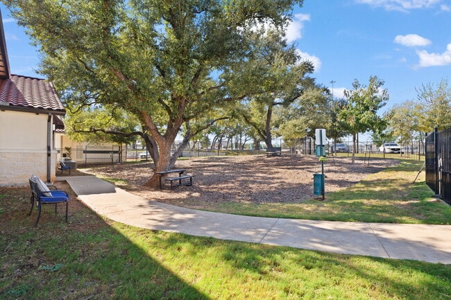 Photo - Water Oak