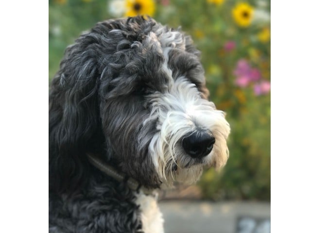 Animals up to 65lbs welcome - Windmill Cove